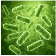 Ingredients of FemiCore and Their Benefits