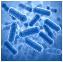 Ingredients of FemiCore and Their Benefits