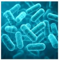 Ingredients of FemiCore and Their Benefits