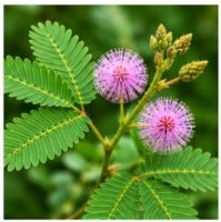 Ingredients of FemiCore and Their Benefits